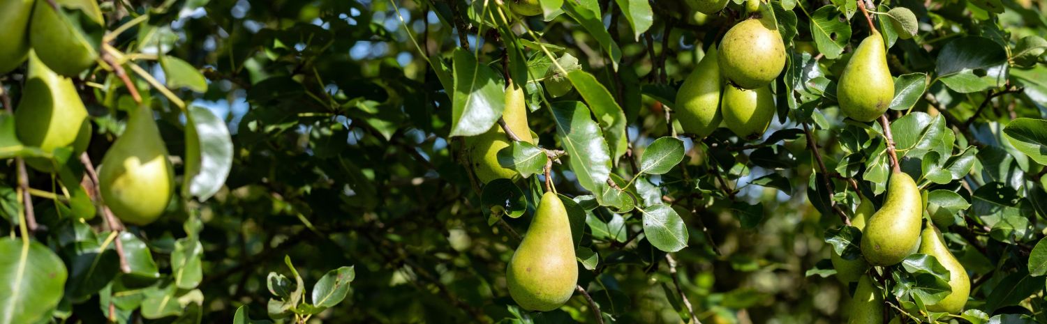 Birnensorten: 35 neue & alte Birnensorten Plantura 
