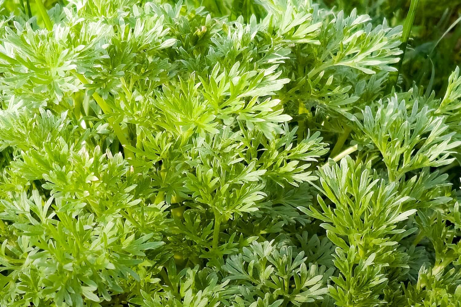 Was macht Artemisia annua im Körper?