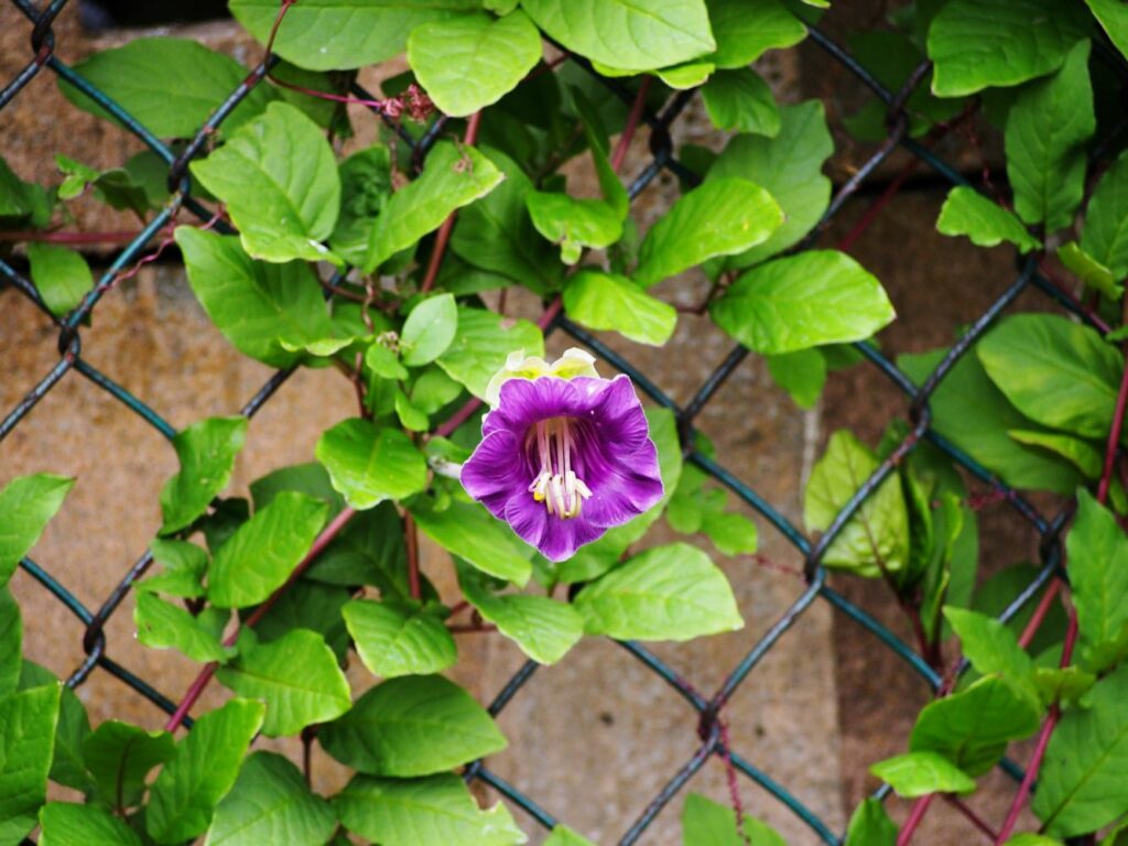Glockenrebe mit violetter Blüte klettert an zaun empor