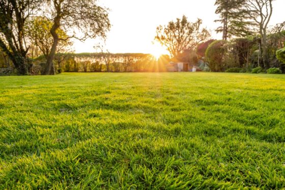 Rasenpflege im Sommer: Vertikutieren, kalken, mähen & mehr